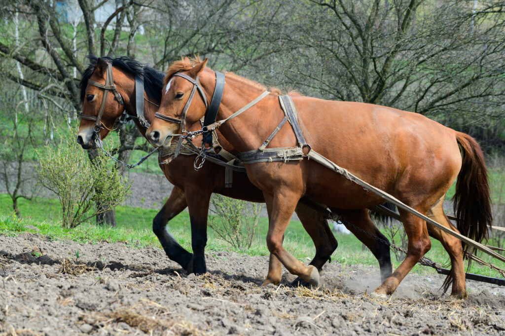 Utiliser la traction animale pour la réalisation de travaux agricoles [F22101] avec le collectif Devenir Paysanne Paysan