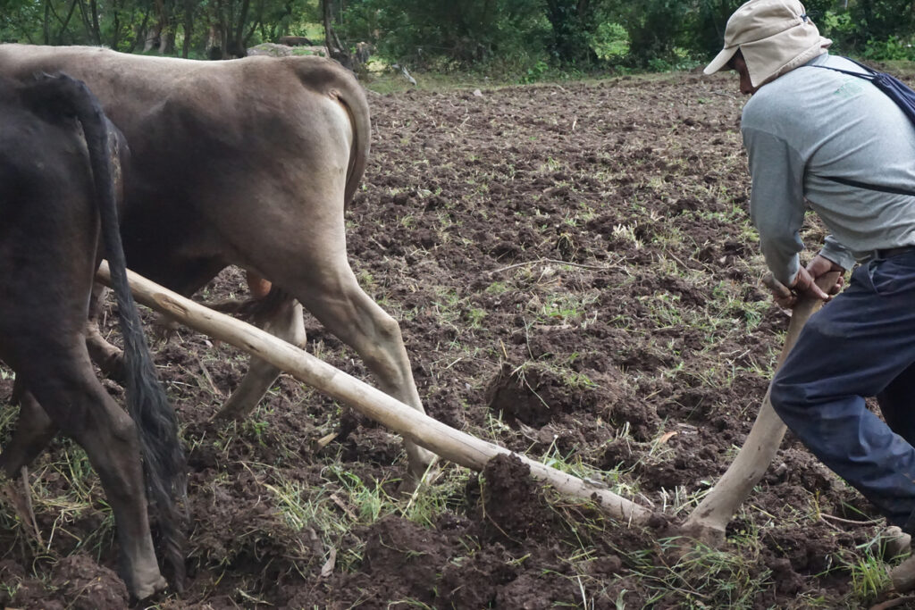 Mettre en œuvre la traction animale pour réaliser des travaux agricoles [F42102] avec le collectif Devenir Paysanne Paysan