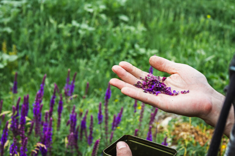 Produire des plantes aromatiques à parfum et médicinales [F26205] avec le collectif Devenir Paysanne Paysan